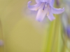 Wilde Hyacint