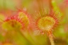 Ronde Zonnedauw - Drosera rotundifolia
