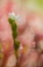 Kleine zonnedauw - Drosera intermedia