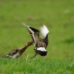 Bew_DSC_7485_k