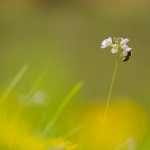 Bew_DSC_8177_k
