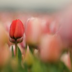 Bew_DSC_8232_k