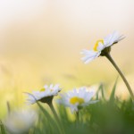 Bew_DSC_9325_k