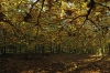 Herfst in Den Treek-Henschoten