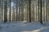 Den Treek