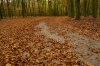 Leuvenumse bos