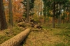 Leuvenumse bos