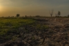 Verdroging op de Oostvaardersplassen
