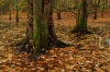 Leuvenumse beek