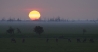 Hollandse savanne