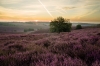 Veluwe Zoom
