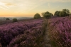 Veluwe Zoom