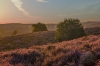 Veluwe Zoom