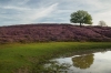 Veluwe Zoom