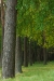 Hoge Veluwe