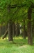 Hoge Veluwe