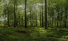 Beukenbos