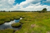 Vennen Hoge Veluwe