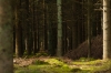 Den Treek