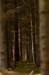 Den Treek
