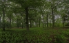 Beukenbos bij Austerlitz