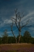 Dode boom