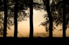 Ochtendsfeer vanuit het bos