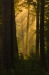 Zonneharp door het bos