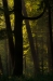 Ochtendlicht