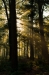 Zon door de bomen