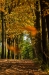 Herfst in Den Treek-Henschoten