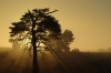 Veluwe Zoom