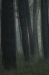 Veluwe Zoom