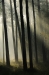 Veluwe Zoom