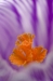 Krokus