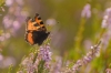 Kleine vos - Aglais urticae