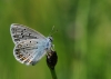 Icarusblauwtje