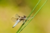 Libelle