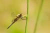 Libelle