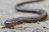 Hazelworm