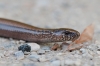 Hazelworm