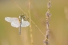 bew_dsc_1053_k