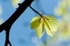 Blad in tegenlicht