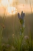 Klokjesgentiaan - Gentiana pneumonanthe
