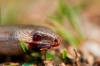 Hazelworm