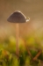 Druppel