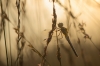 bew_dsc_1723_k