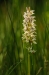 Orchidee