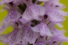 bew_dsc_2719_k