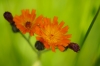 Oranje havikskruid